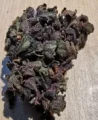 Susz CBD Deep Purple